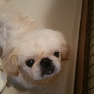 ペキニーズの男の子です