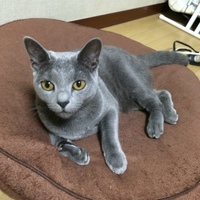 ミランダ