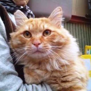 鈴の助　ゴージャスな長毛の男の子