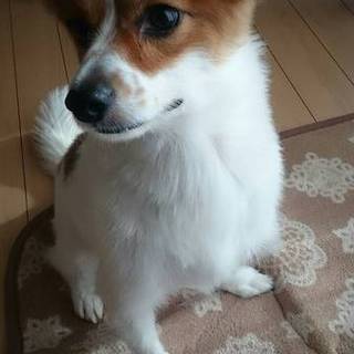 元気なパピヨン