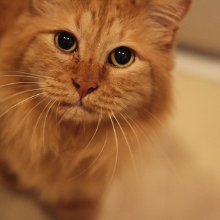 綺麗なカラーの長毛♡えんじくん