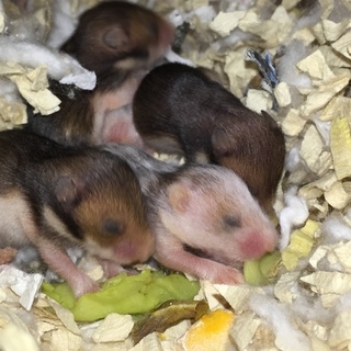 ☆ゴールデンハムスター里親募集☆