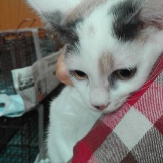 多頭飼い崩壊寸前からのレスキューです。みわです。