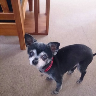 １０歳以上だけどとっても可愛いチワワモンキーパンチ