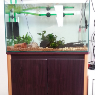 熱帯魚＋アクア用品一式（60cm水槽・水槽台）