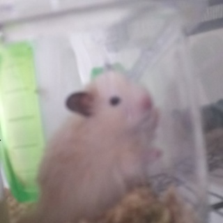 緊急！長毛キンクマ雄生後半年