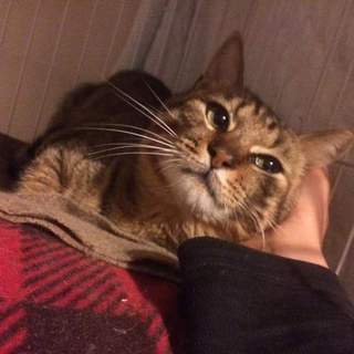 人が大好きな優しいキジネコちゃん!