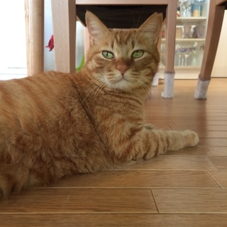 去勢済みの猫ちゃん。ご応募ありがとうございました。