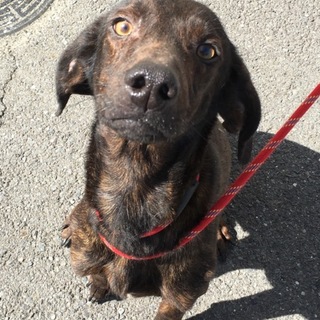 人懐こい賢い子です！