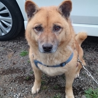 番犬タイプの成犬です。