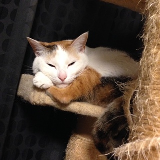 人大好きな猫ちゃん