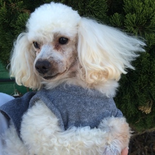 たった2キロの6歳トイプーオス。