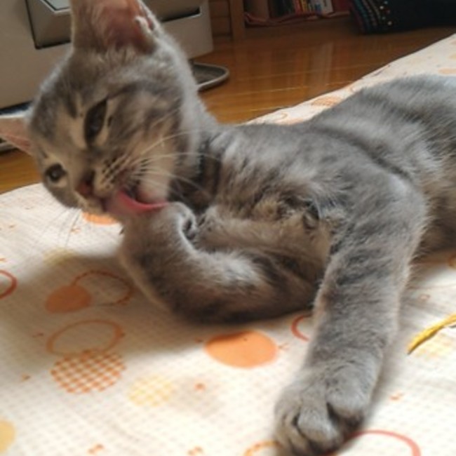 Apricot2のカバー写真