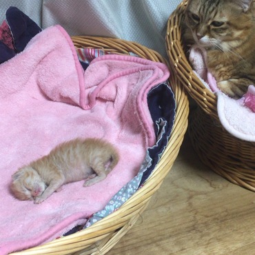 ちょこっと一緒に寝てあげたわよ！と置き去りにするマロン^_^;