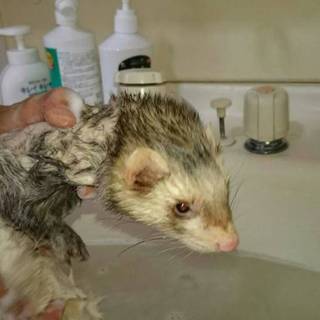 フェレットの里親募集です