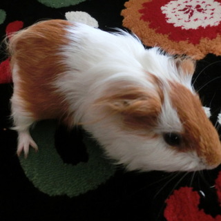 かわいいモルモット♂　まだ４か月！