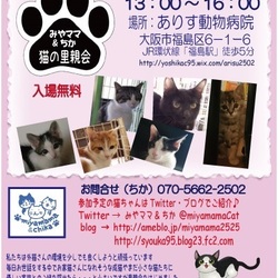 みやママ＆ちかの猫の里親会 サムネイル1