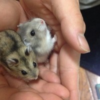 コムギ オモチ
