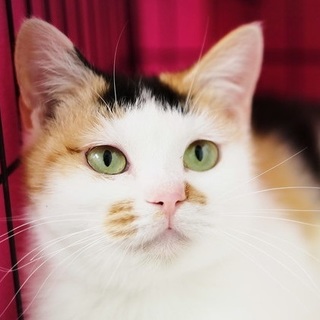 シャイな美猫女子！