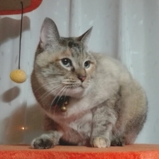 ととろ　大人しい女の子です