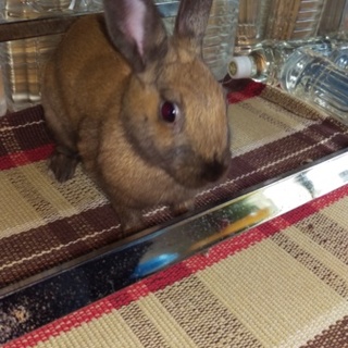 可愛がってください。