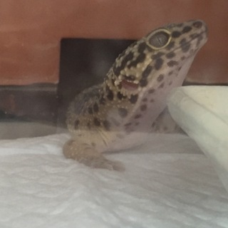 レオパ2匹里親募集