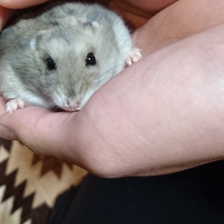 ジャンガリアンハムスター サファイヤブルー里親募集