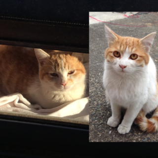 仲の良い兄弟猫です！