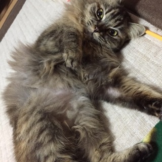 長毛キジトラ☆ふくちゃん