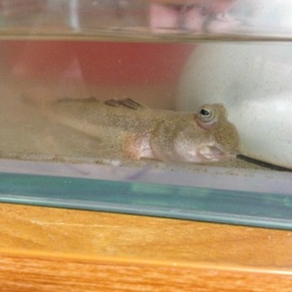 トビハゼの里親募集しております