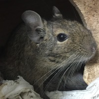 あんず