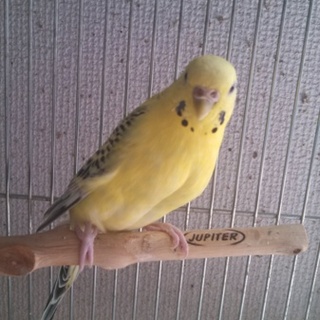 セキセイインコ 4羽