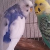 セキセイインコ 4羽 サムネイル2