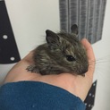 里親様決まりました！