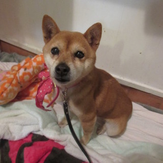 幸せを覚え始めたばかりの静かなミニ柴