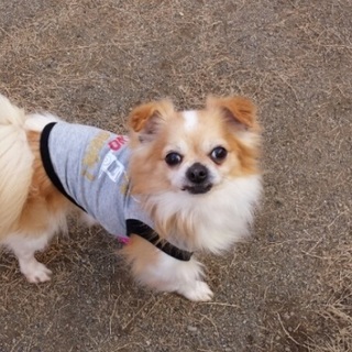 決定☆『アオ』馴れてくるとリラックス