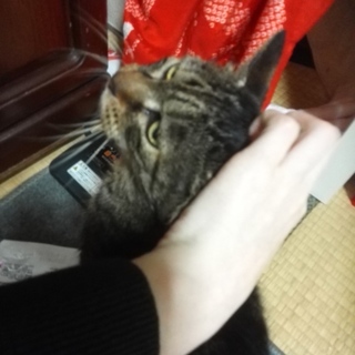 ちょっとシャイ、かわいい女の子、エリーちゃんです！