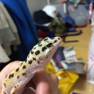 3.23購入レオパハイイエロー♀＋飼育セット一式