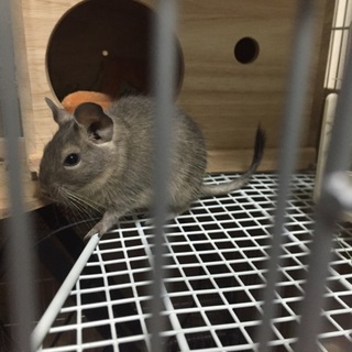 デグー 男の子 2015年11月生まれ 