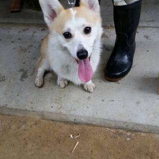 ウィルシュ・コーギー・ペングローブ女の子里親募集