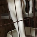 友好的な茶白