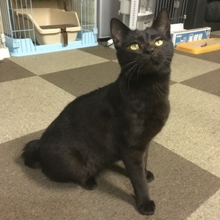 里親決定！ありがとうございました！