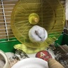 ぽん田