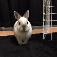 ほぴ