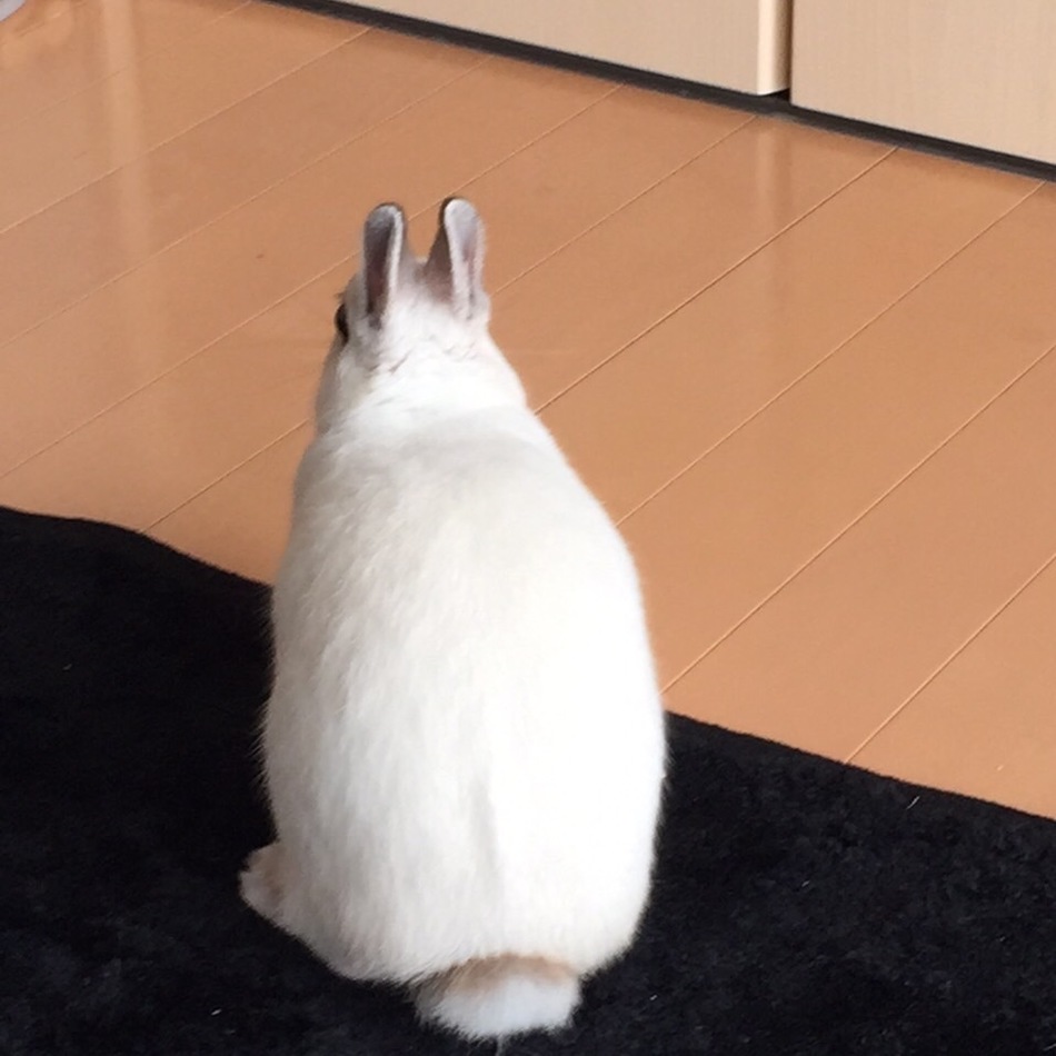 ほぴのカバー写真