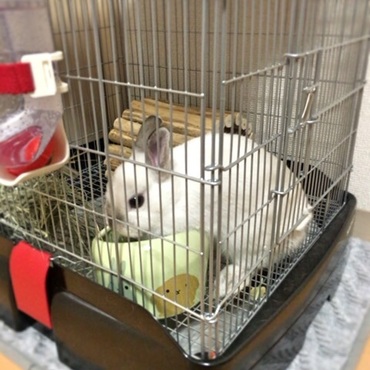 もぐもぐごはん