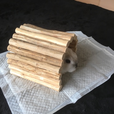 初めてのへやんぽ