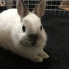ほぴです