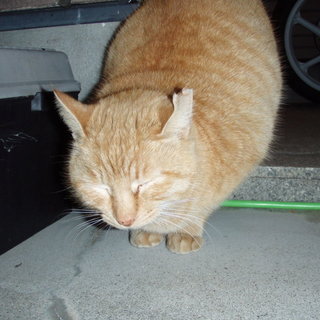 １０ヶ月くらい雌猫さん里親募集中。