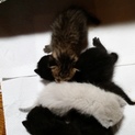 職場で子猫5匹保護しました。〈募集終了〉
